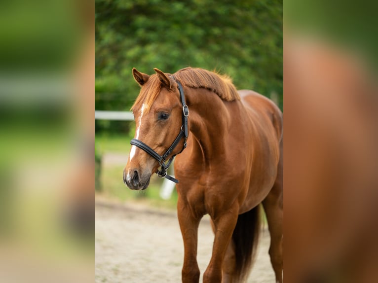 Belgisches Warmblut Wallach 2 Jahre 165 cm Fuchs in Maldegem