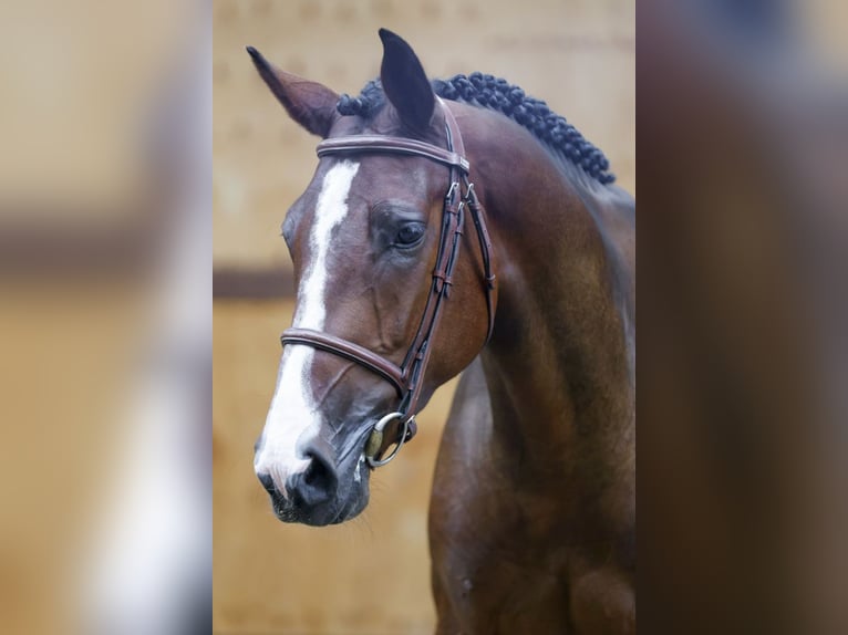 Belgisches Warmblut Wallach 2 Jahre 166 cm Rotbrauner in Kinrooi