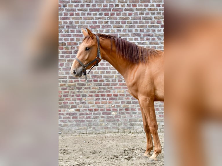 Belgisches Warmblut Wallach 2 Jahre Fuchs in Knesselare