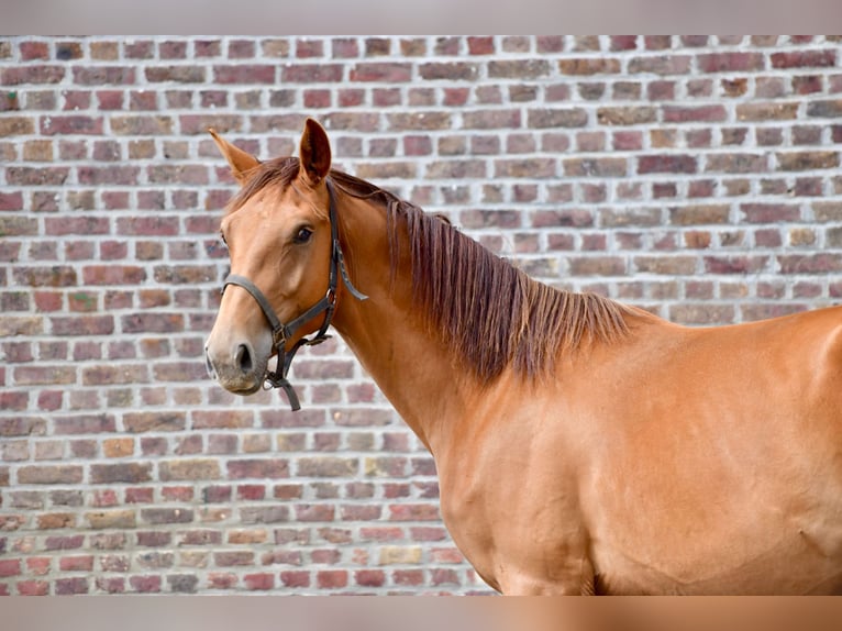Belgisches Warmblut Wallach 2 Jahre Fuchs in Knesselare