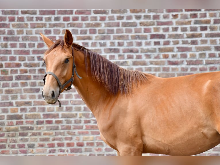 Belgisches Warmblut Wallach 2 Jahre Fuchs in Knesselare