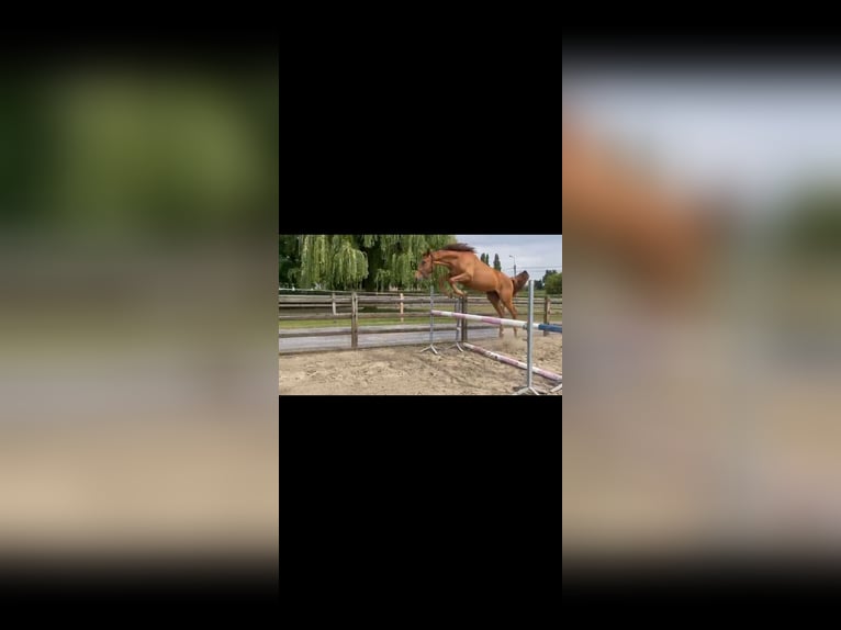 Belgisches Warmblut Wallach 2 Jahre Fuchs in Knesselare