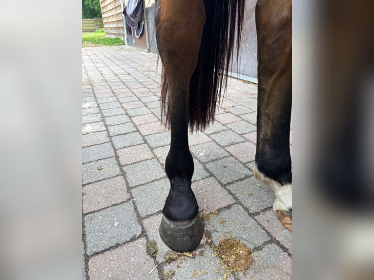 Belgisches Warmblut Wallach 3 Jahre 154 cm Brauner in GROTE-BROGEL