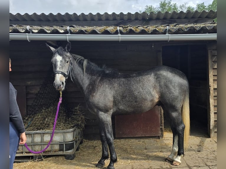 Belgisches Warmblut Wallach 3 Jahre 161 cm Blauschimmel in Moerzeke