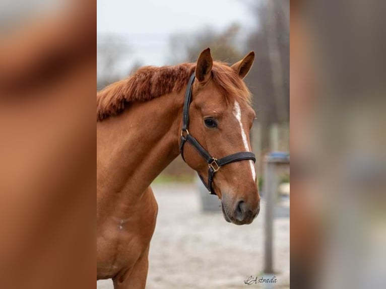 Belgisches Warmblut Wallach 3 Jahre 161 cm Dunkelfuchs in Bladel