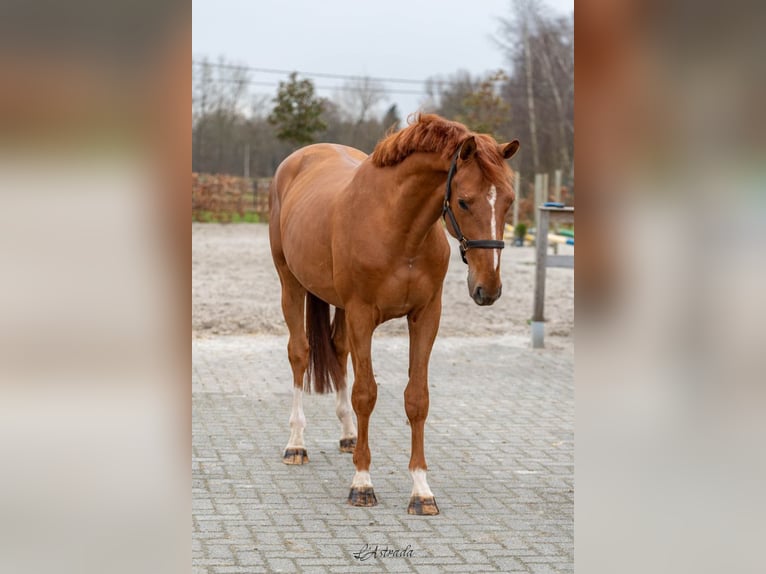 Belgisches Warmblut Wallach 3 Jahre 161 cm Dunkelfuchs in Bladel