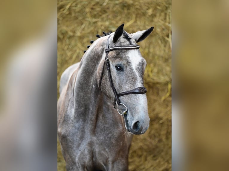 Belgisches Warmblut Wallach 3 Jahre 162 cm Schimmel in Bladel
