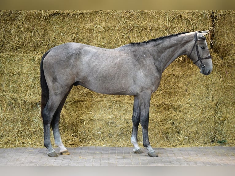 Belgisches Warmblut Wallach 3 Jahre 162 cm Schimmel in Bladel