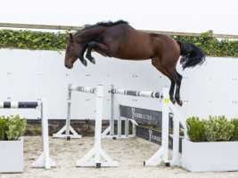 Belgisches Warmblut Wallach 3 Jahre 164 cm Brauner in Waddinxveen