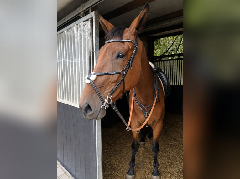 Belgisches Warmblut Wallach 3 Jahre 165 cm Brauner in Poederlee