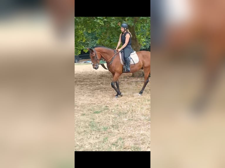 Belgisches Warmblut Wallach 3 Jahre 165 cm Brauner in Poederlee