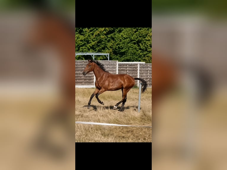 Belgisches Warmblut Wallach 3 Jahre 165 cm Brauner in Poederlee