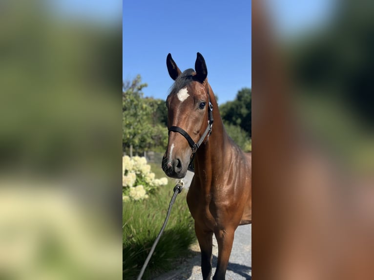 Belgisches Warmblut Wallach 3 Jahre 165 cm Brauner in Asten