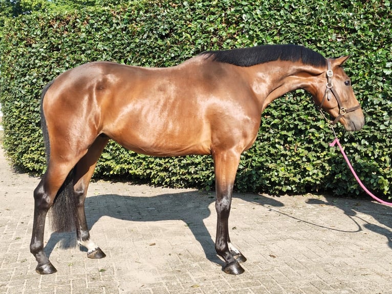 Belgisches Warmblut Wallach 3 Jahre 165 cm Brauner in Asten