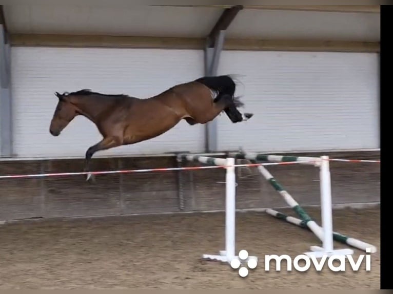 Belgisches Warmblut Wallach 3 Jahre 165 cm Brauner in Asten