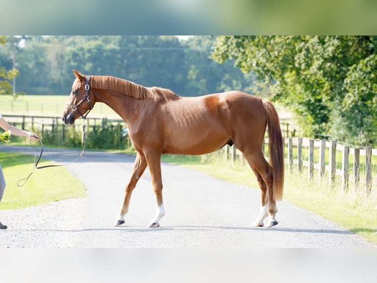 Belgisches Warmblut Wallach 3 Jahre 165 cm Dunkelfuchs in Northwich, Cheshire