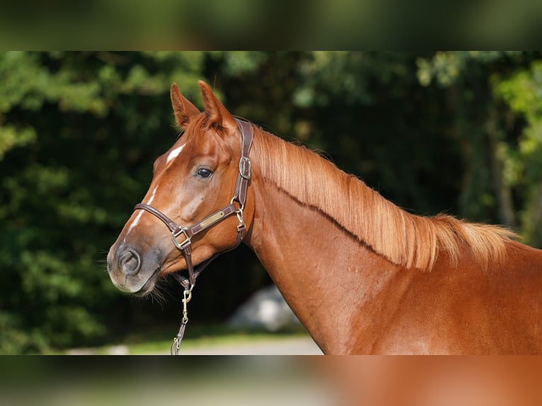 Belgisches Warmblut Wallach 3 Jahre 165 cm Dunkelfuchs in Northwich, Cheshire