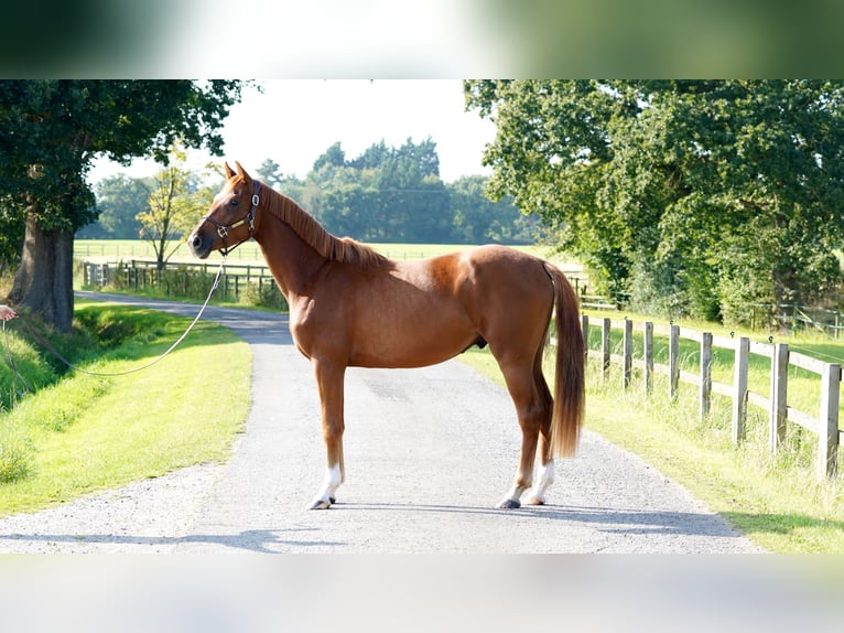 Belgisches Warmblut Wallach 3 Jahre 165 cm Dunkelfuchs in Northwich, Cheshire