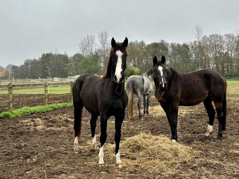 Belgisches Warmblut Wallach 3 Jahre 165 cm Schwarzbrauner in Merelbeke