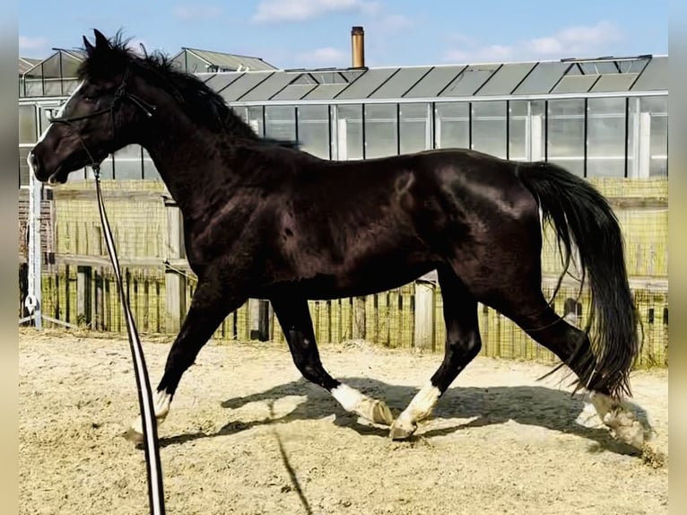 Belgisches Warmblut Wallach 3 Jahre 165 cm Schwarzbrauner in Merelbeke