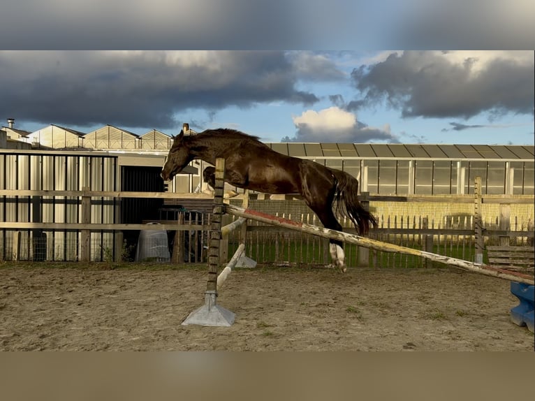 Belgisches Warmblut Wallach 3 Jahre 165 cm Schwarzbrauner in Merelbeke