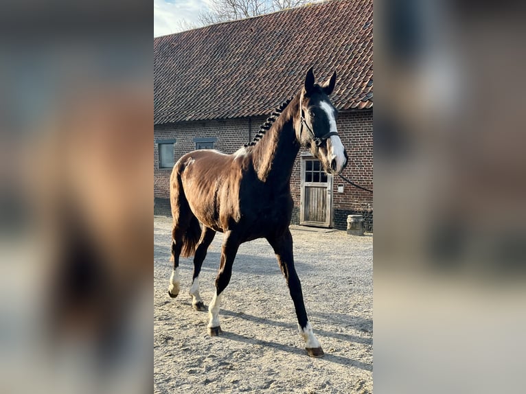 Belgisches Warmblut Wallach 3 Jahre 165 cm Schwarzbrauner in Merelbeke