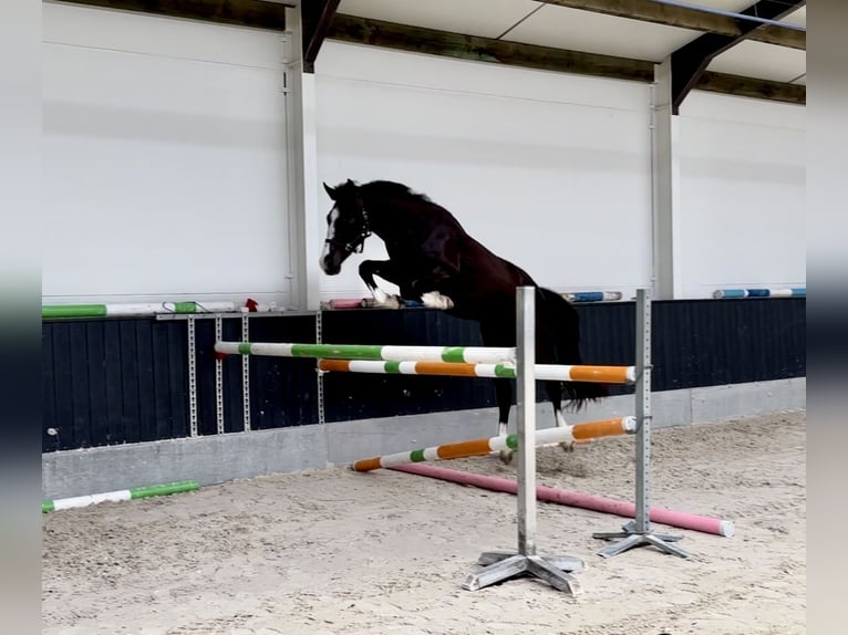 Belgisches Warmblut Wallach 3 Jahre 165 cm Schwarzbrauner in Merelbeke