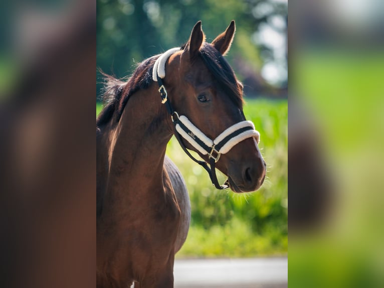 Belgisches Warmblut Wallach 3 Jahre 166 cm Brauner in Sint-Niklaas