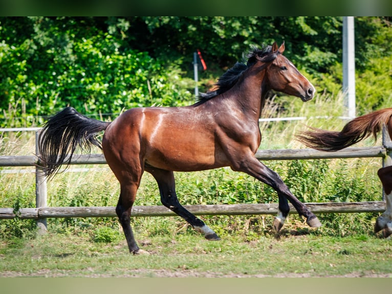 Belgisches Warmblut Wallach 3 Jahre 166 cm Brauner in Sint-Niklaas