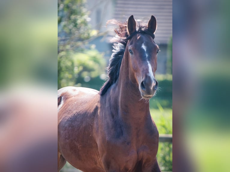Belgisches Warmblut Wallach 3 Jahre 166 cm Brauner in Sint-Niklaas