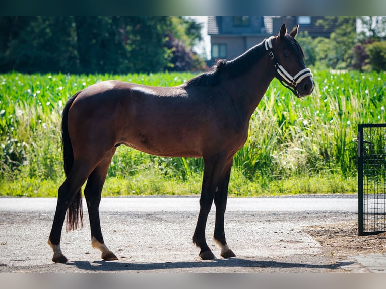 Belgisches Warmblut Wallach 3 Jahre 166 cm Brauner in Sint-Niklaas