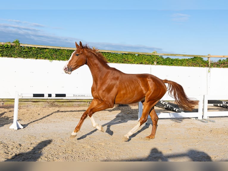 Belgisches Warmblut Wallach 3 Jahre 166 cm Fuchs in Waddinxveen