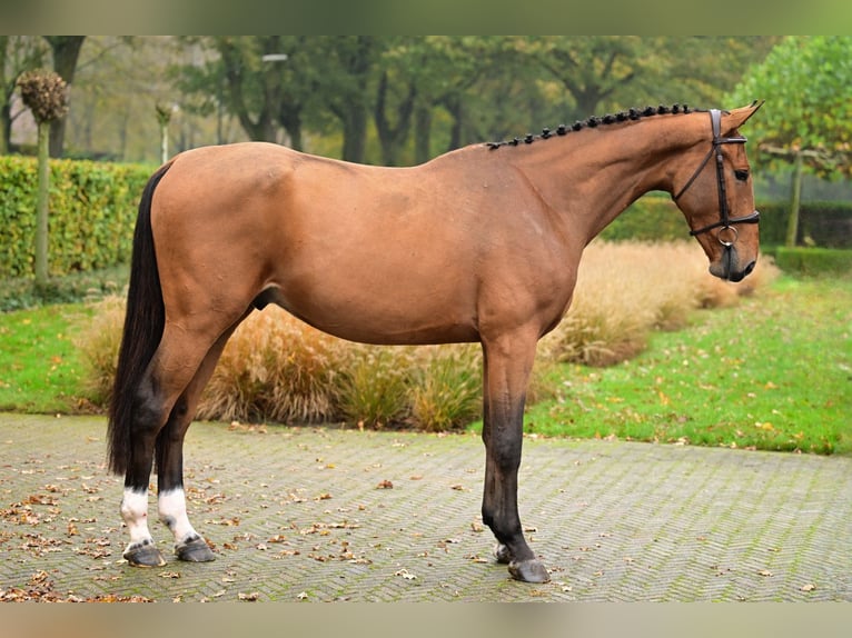 Belgisches Warmblut Wallach 3 Jahre 167 cm Brauner in Bladel