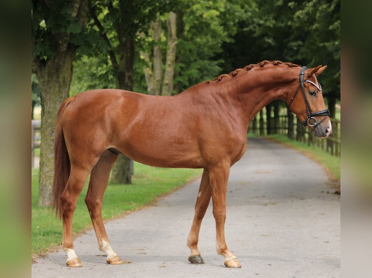 Belgisches Warmblut Wallach 3 Jahre 167 cm in Xanten