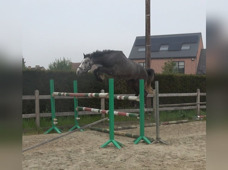 Belgisches Warmblut Wallach 3 Jahre 167 cm Schimmel in Oppuurs