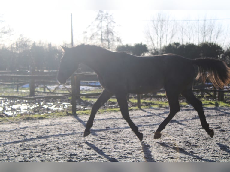 Belgisches Warmblut Wallach 3 Jahre 167 cm Schimmel in Alveringem