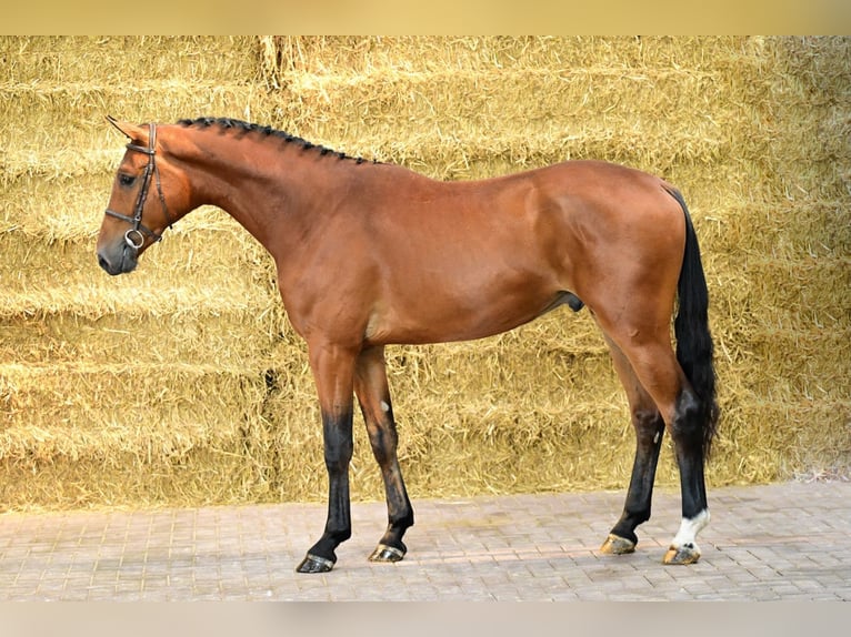Belgisches Warmblut Wallach 3 Jahre 169 cm Brauner in Bladel