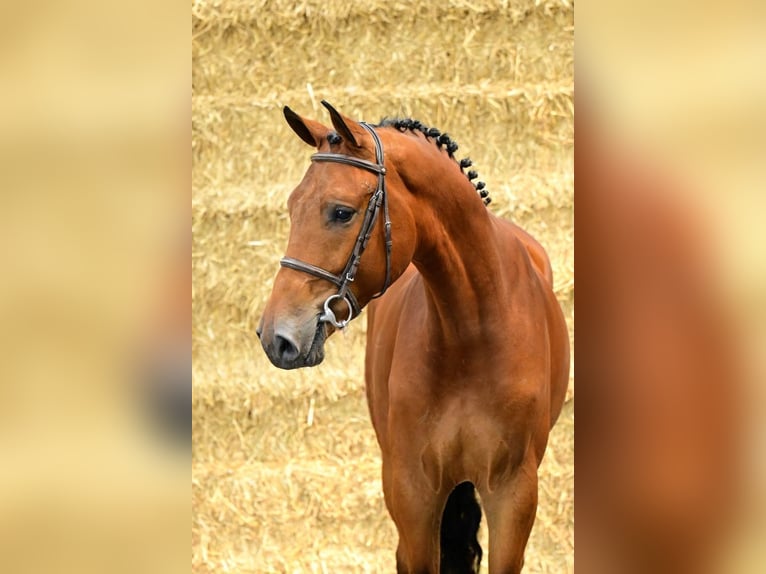 Belgisches Warmblut Wallach 3 Jahre 169 cm Brauner in Bladel