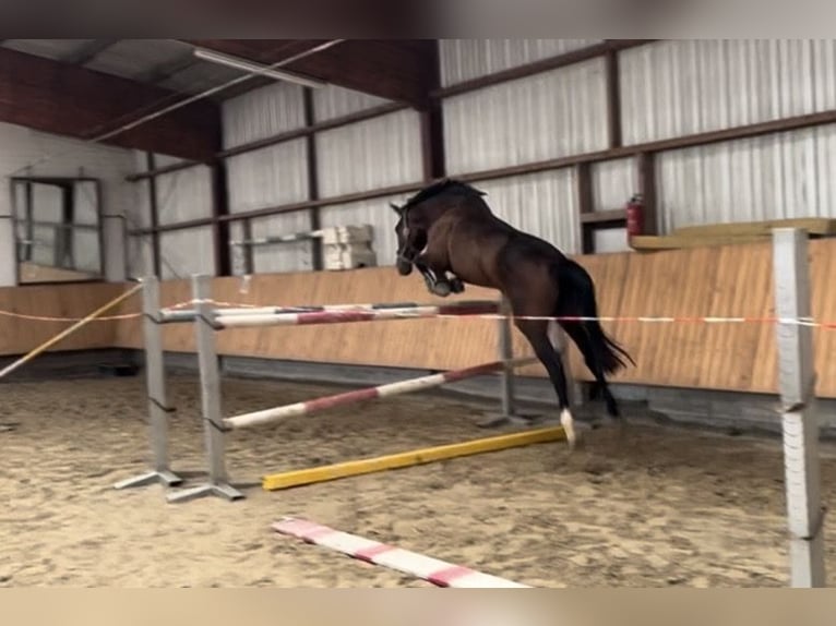 Belgisches Warmblut Wallach 3 Jahre 169 cm Dunkelbrauner in Stolberg (Rheinland)