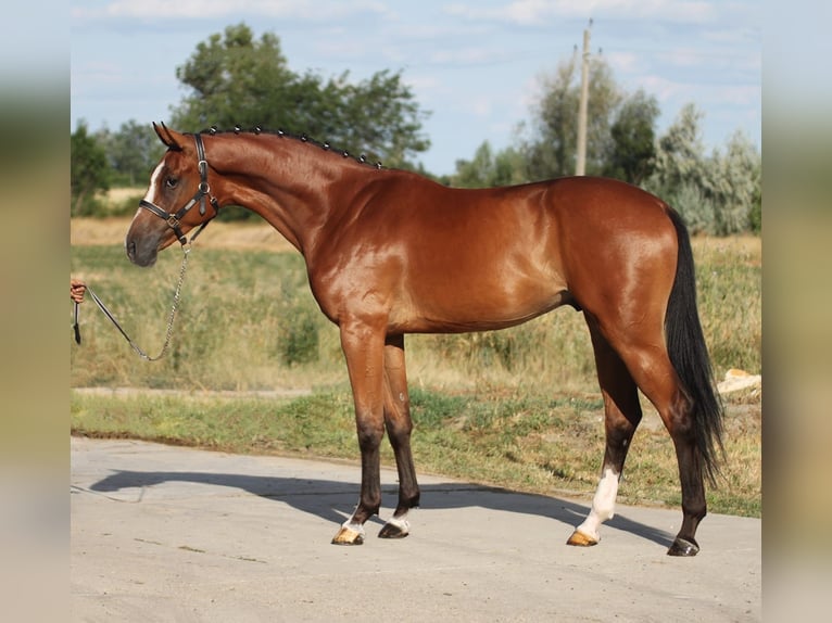 Belgisches Warmblut Wallach 3 Jahre 170 cm Brauner in Borsdorf