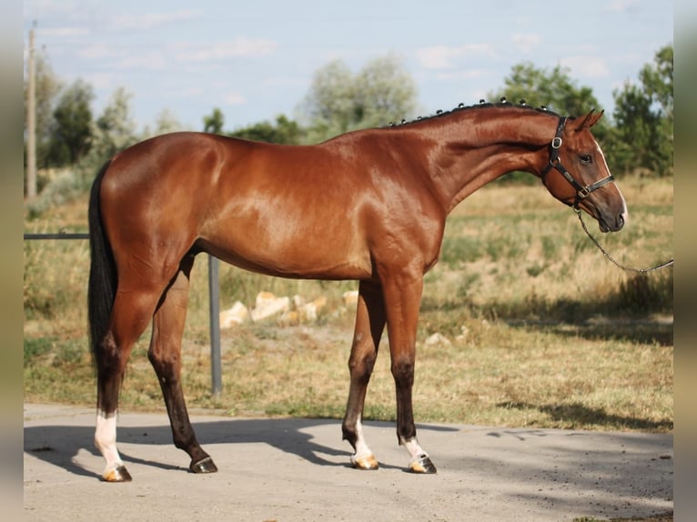 Belgisches Warmblut Wallach 3 Jahre 170 cm Brauner in Borsdorf