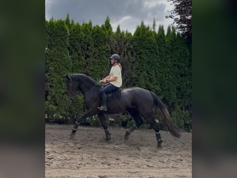 Belgisches Warmblut Wallach 3 Jahre 170 cm Rappschimmel in PUURS