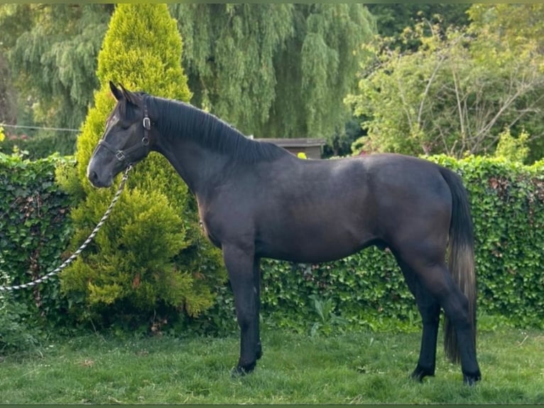 Belgisches Warmblut Wallach 3 Jahre 170 cm Rappschimmel in PUURS
