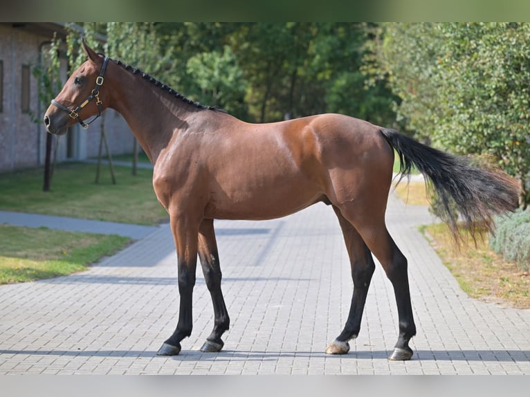 Belgisches Warmblut Wallach 3 Jahre 170 cm Rotbrauner in Zelle