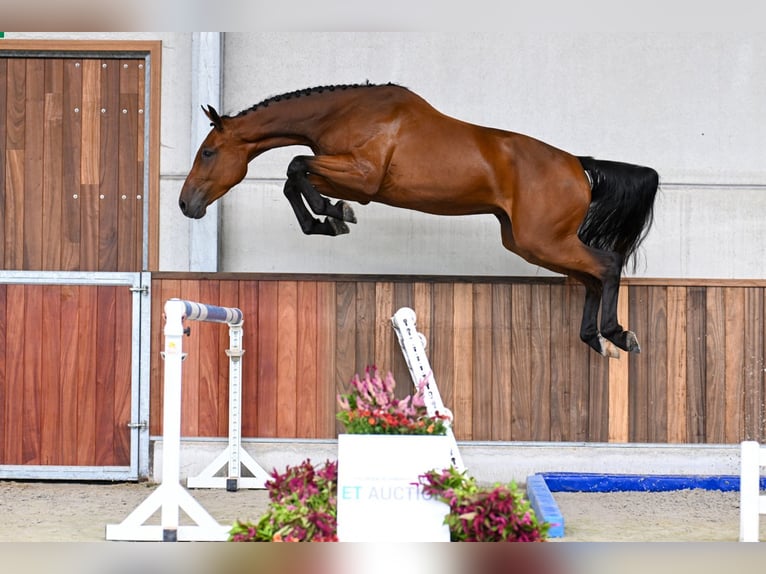 Belgisches Warmblut Wallach 3 Jahre 170 cm Rotbrauner in Zelle