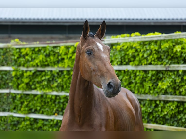 Belgisches Warmblut Wallach 3 Jahre 171 cm Brauner in Waddinxveen