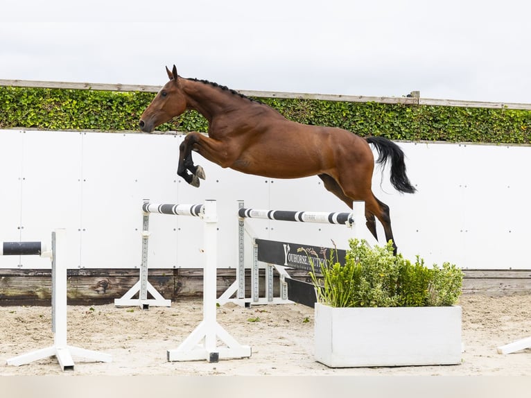 Belgisches Warmblut Wallach 3 Jahre 171 cm Brauner in Waddinxveen