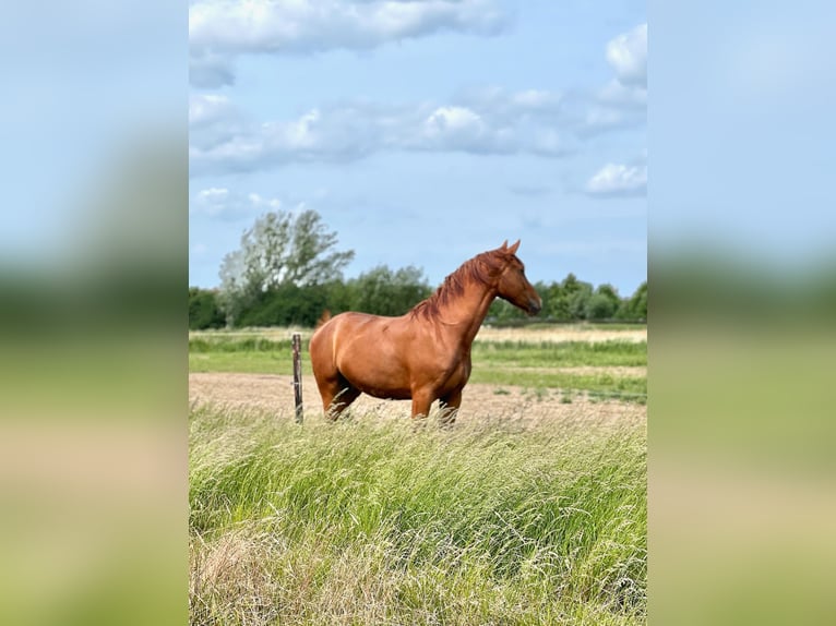 Belgisches Warmblut Wallach 3 Jahre 171 cm Fuchs in GROTE-BROGEL