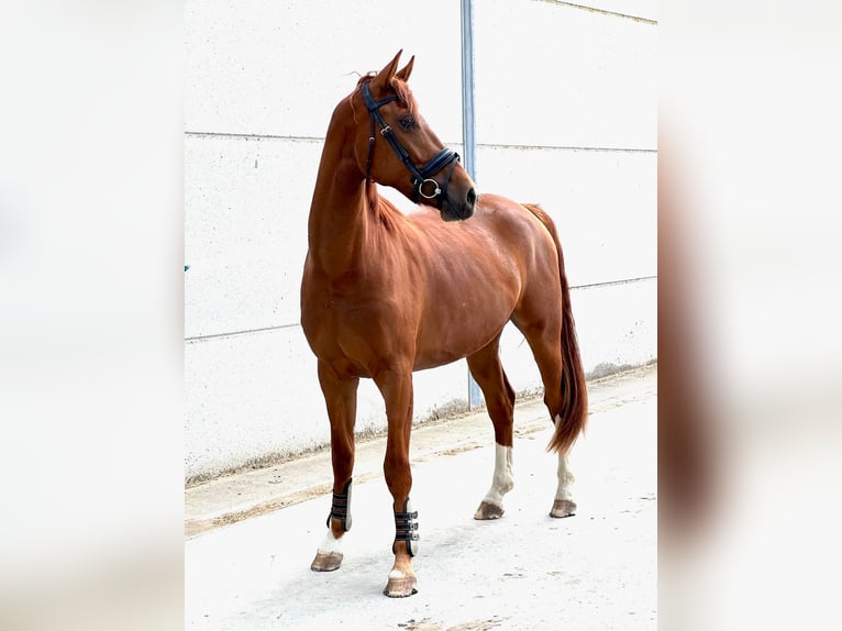 Belgisches Warmblut Wallach 3 Jahre 171 cm Fuchs in GROTE-BROGEL