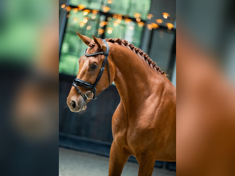 Belgisches Warmblut Wallach 3 Jahre 172 cm Dunkelfuchs in Mol
